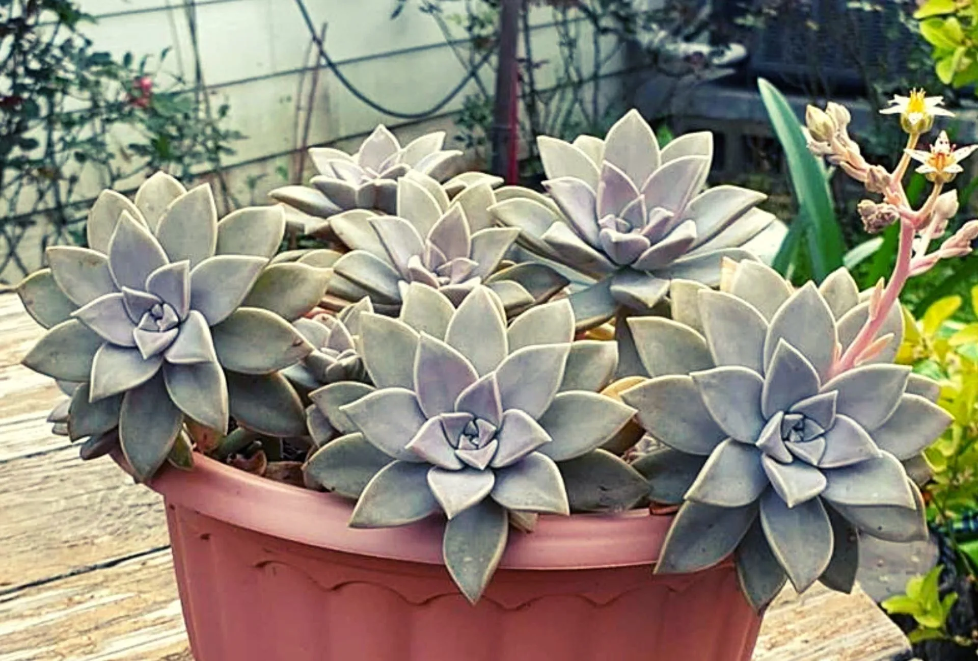 Graptopetalum paraguayense