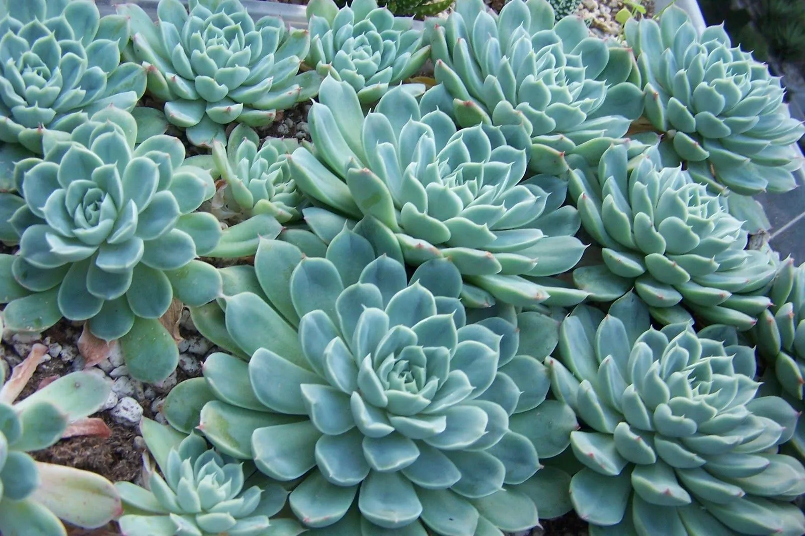 Echeveria elegans