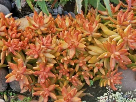 Sedum carnicolor