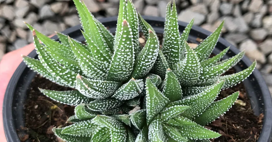 Haworthia fasciata