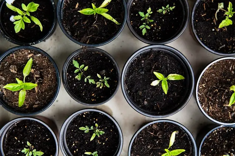 Foto de vasos com mudas de plantas vistos de cima