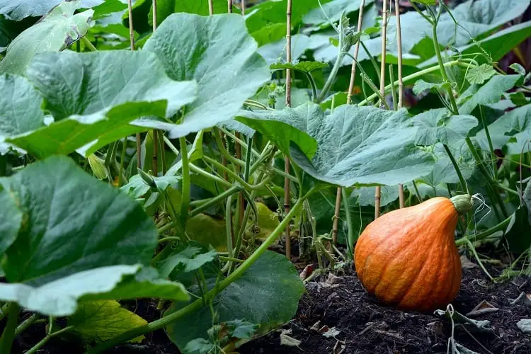 Aboboreira com várias folhas verdes e uma abóbora pequena