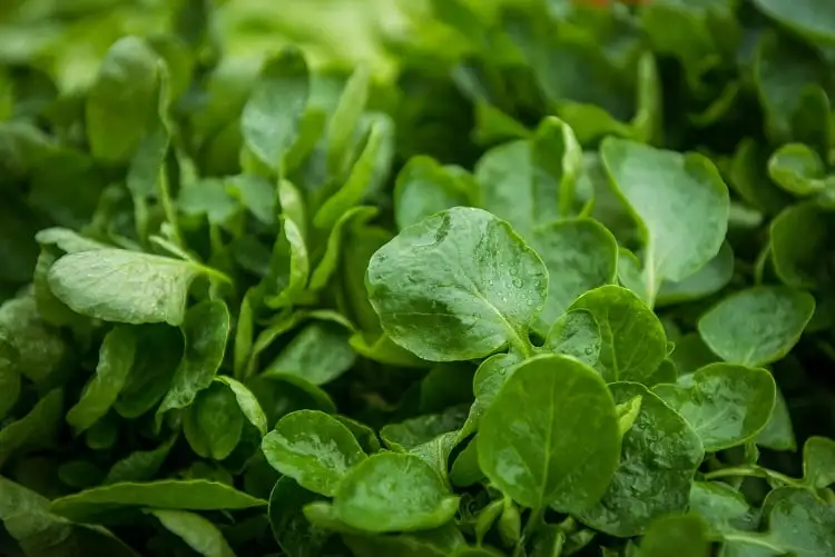 Foto de folhas verdes de agrião, como cultivar verduras