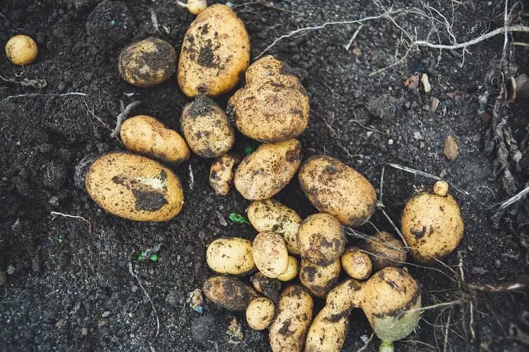 Foto de batatas de vários tamanhos recém-colhidas e sujas de terra