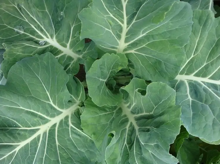 Foto de folhas de couve no pé vistas de cima, como cultivar verduras