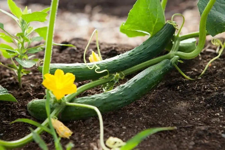 Foto de pepineiro plantado na terra