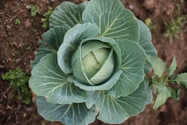 Foto de repolho plantado na terra visto de cima, como cultivar verduras