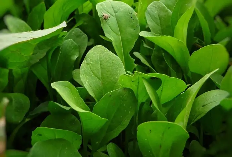 Approximate photo of arugula leaves with grains of earth and an insect, such as growing vegetables, such as planting arugula Foto aproximada de folhas de rúcula