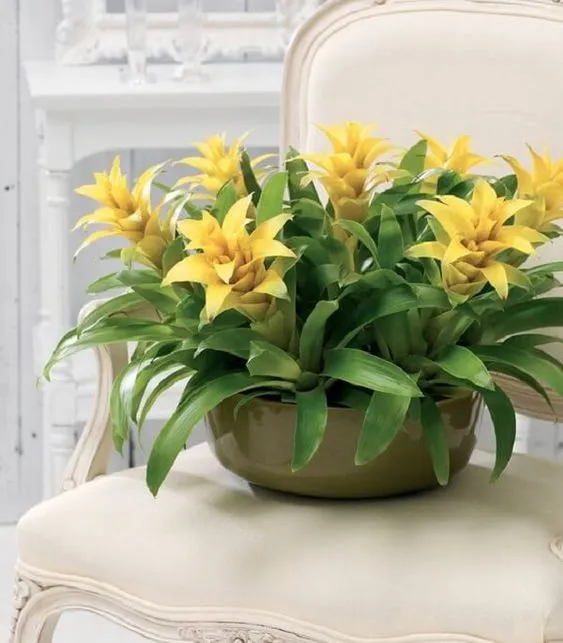 Yellow bromeliad.