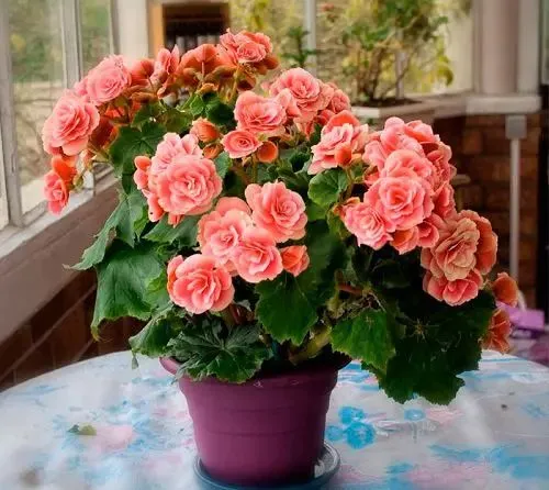 Purple vase with flowers for indoors.