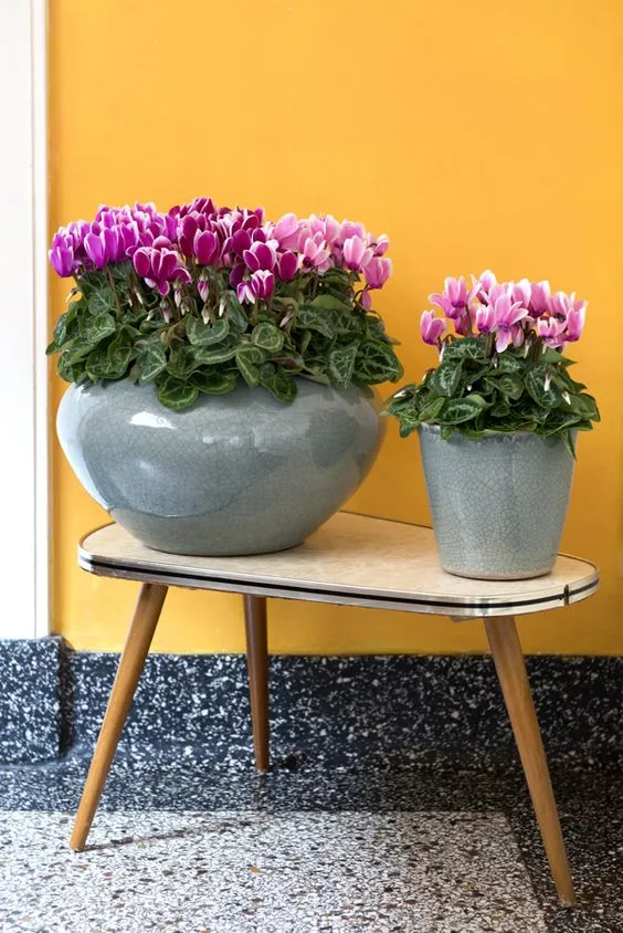 Glasses with Cyclamen.