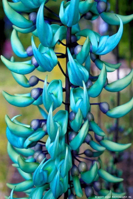 Jade.