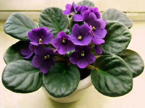 Violet.