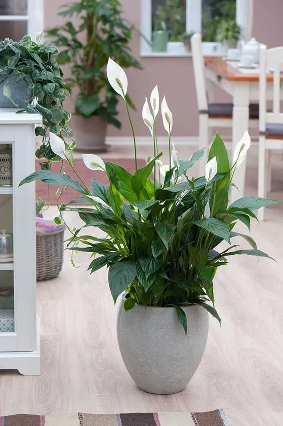 Flower vase on the floor.