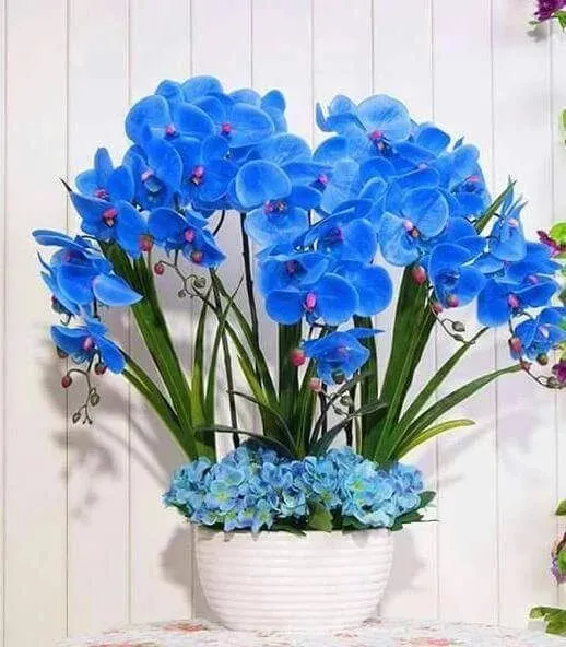 Blue indoor flowers.
