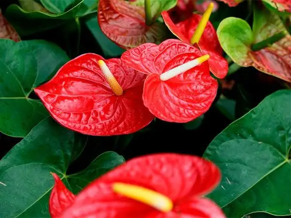 Flowers for indoors: anthurium.