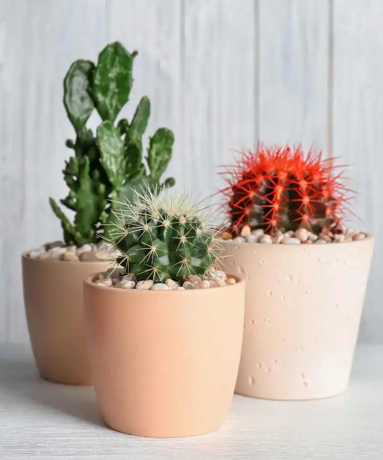 3 tipos de mini cactos em vasos de barro