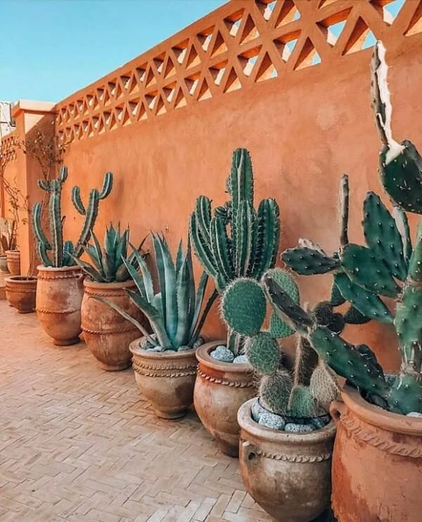 Plantas em vasos no muro.