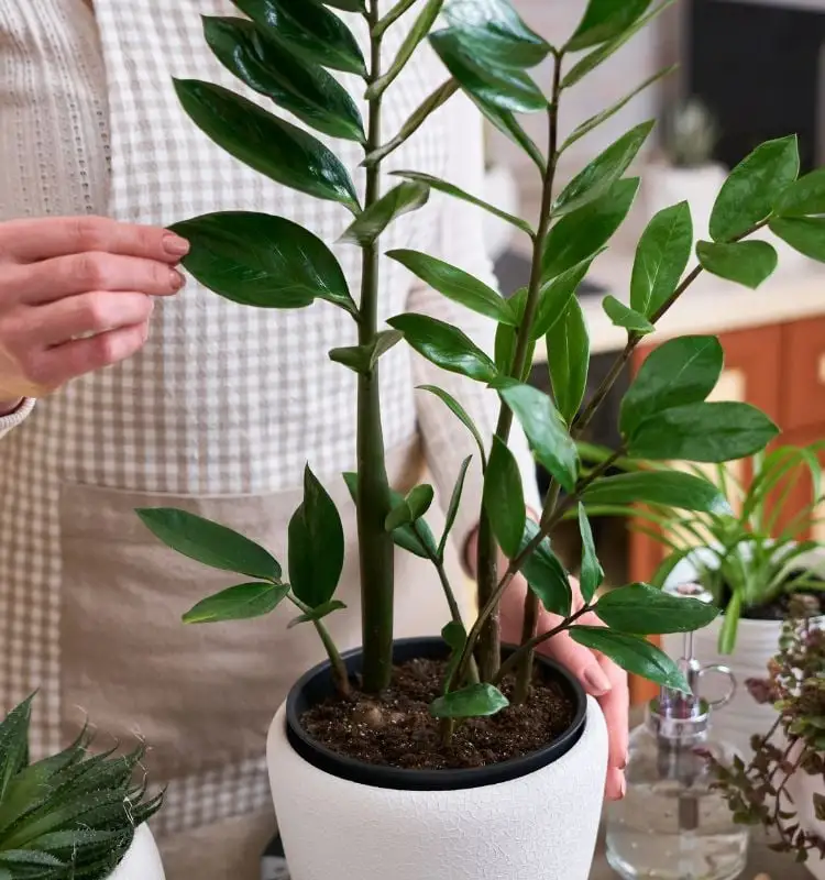 Zamioculca in a white vase on a table, with other plants. A woman wearing an apron and safety of the leaves of the species of the trees for the money