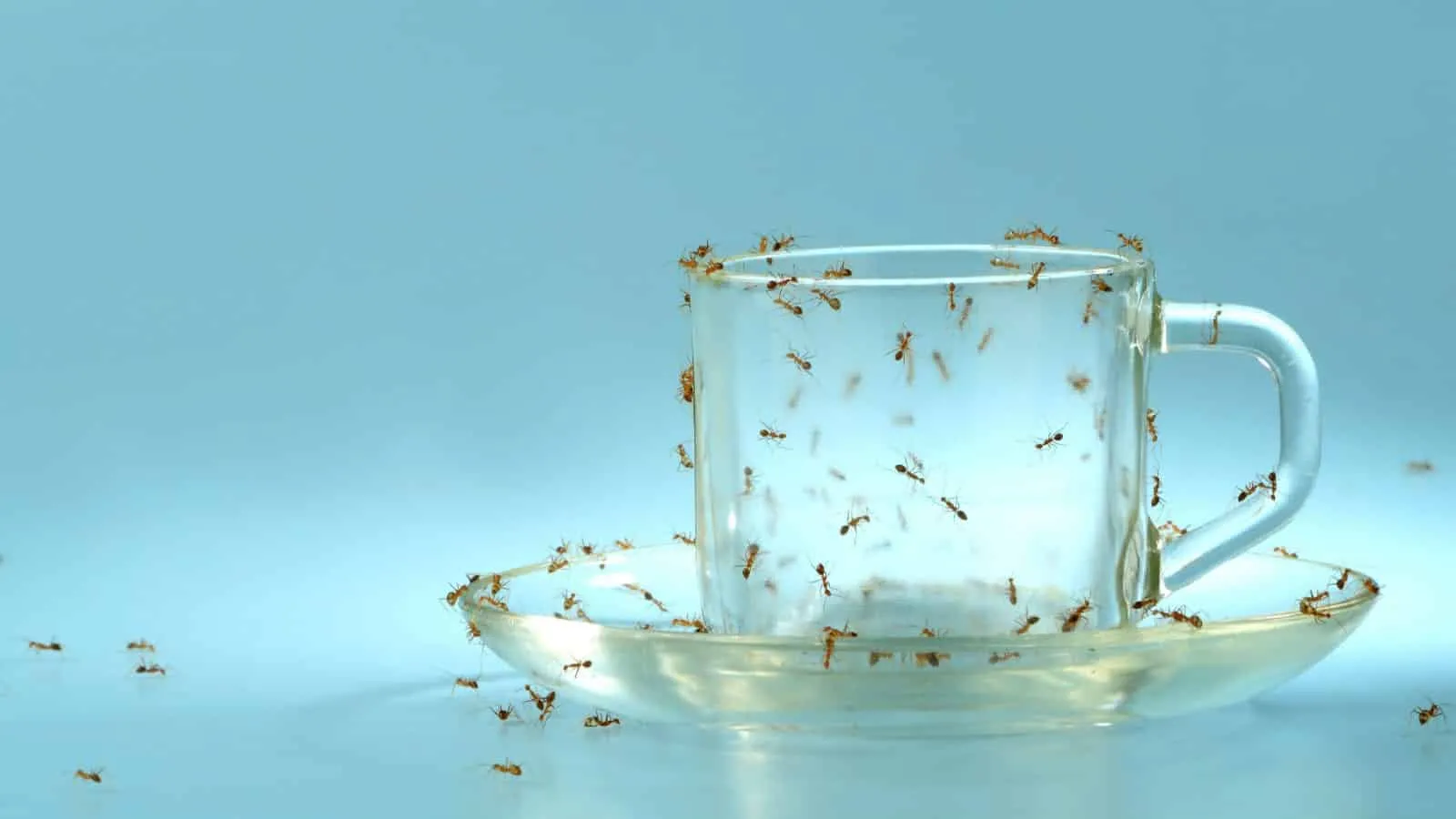 To end up with ants - what to do and how to prevent the onset of these