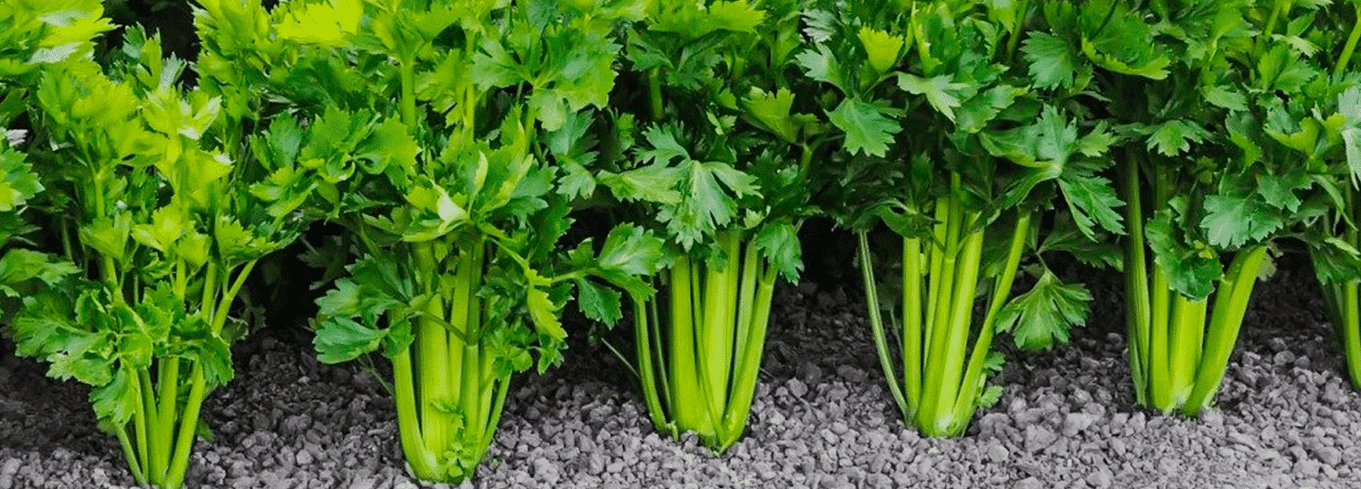 Celery - learn about the properties and benefits of this root