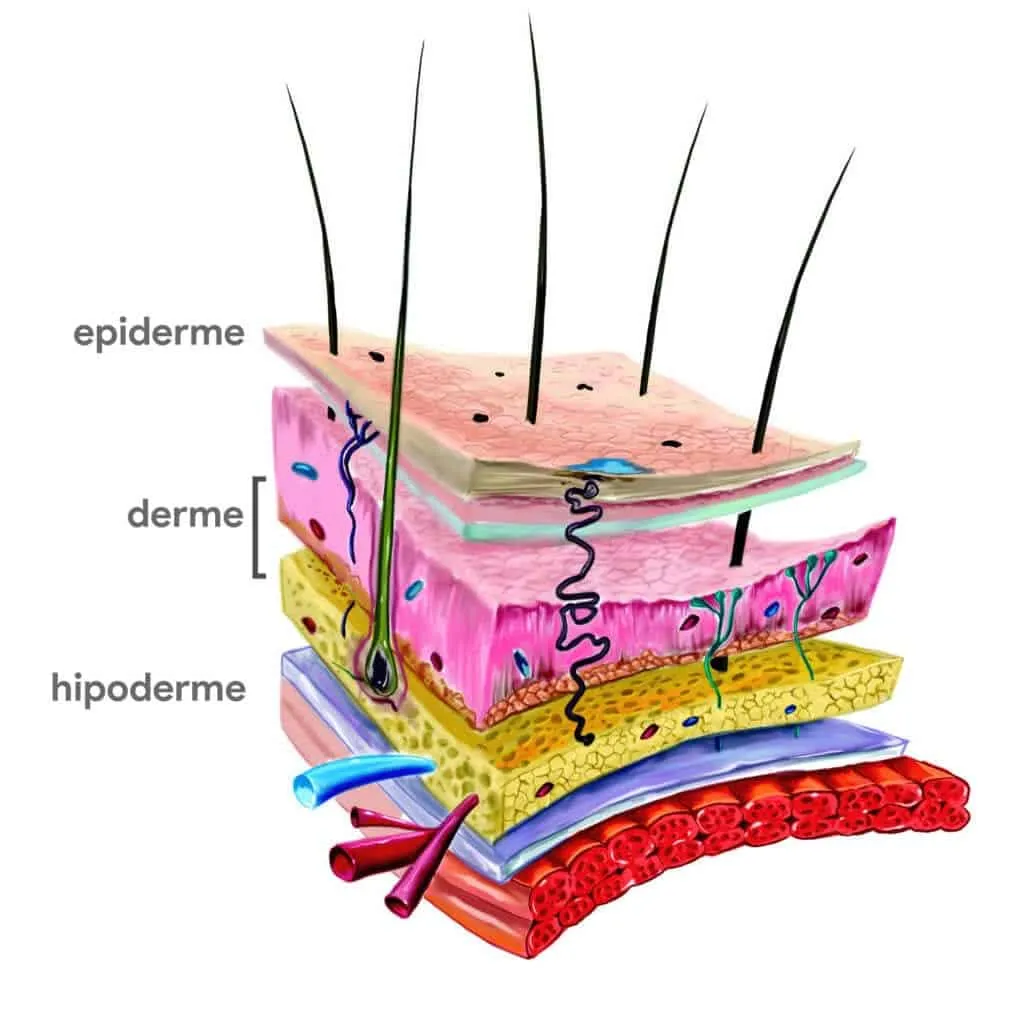 Normal skin - what it looks like, what to do to maintain it